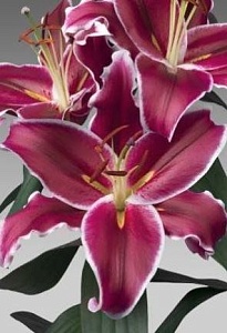 Лилия Вангелис 12/14 1шт (КолЛайн) 5шт/уп