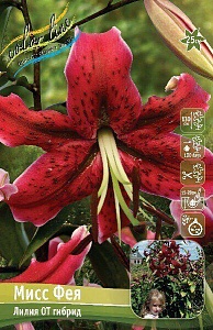 Лилия Мисс Фея 12/14 1шт (КолЛайн) 