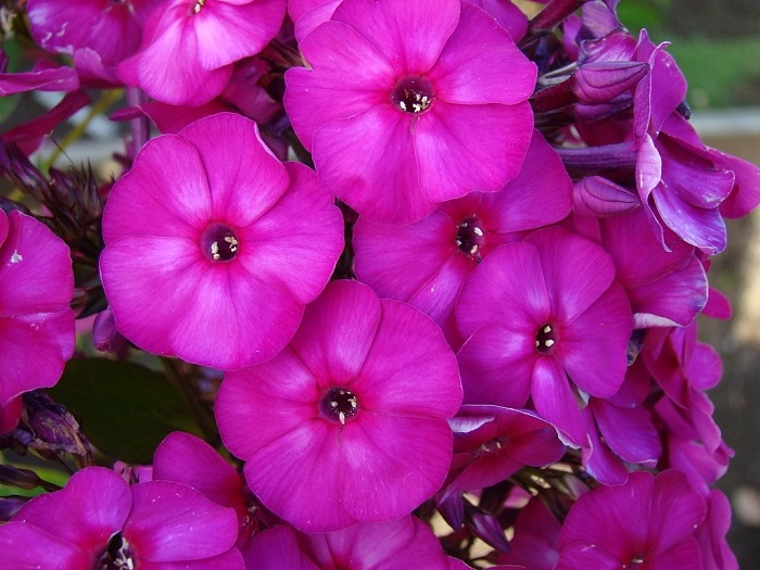 Флокс Капитан Виктори 1шт (КолЛайн) 2шт/уп