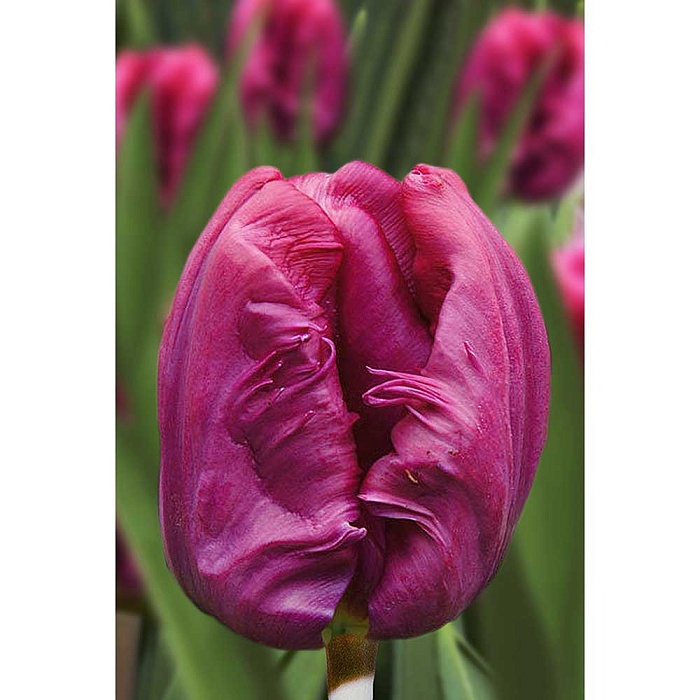 Тюльпан Принц Пэррот 11/12 1шт (Садовита) 7шт/уп