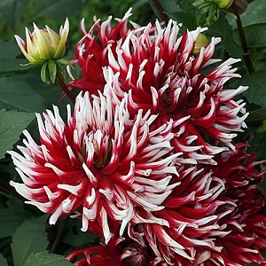 Георгина Фриколет 1шт (КолЛайн)