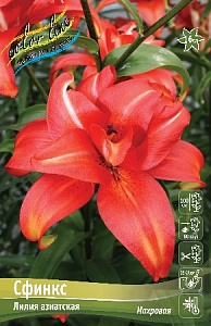 Лилия Сфинкс 12/14 1шт (КолЛайн) 5шт/уп