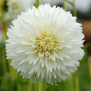 Георгина Майама Фубуки 1шт (КолЛайн)