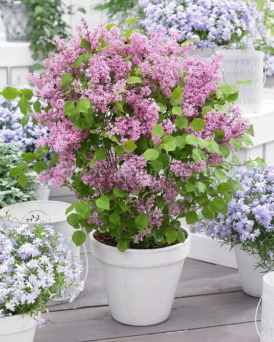 Сирень Мейера Флауэрфеста Пинк 1шт (КолЛайн)