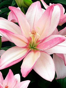 Лилия Бентли 12/14 1шт (КолЛайн)