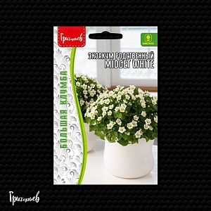 Экзакум Midget White родственный 10шт (Григорьев)