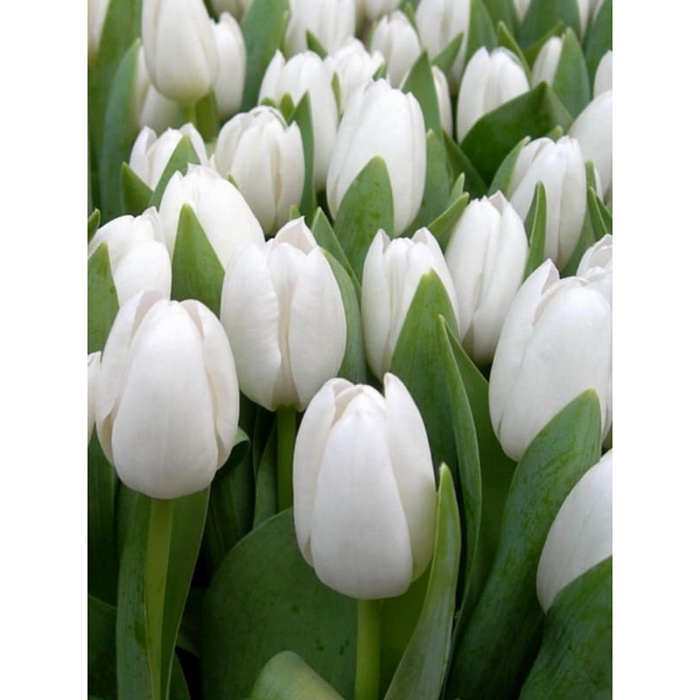 Тюльпан Роял Вирджин 11/12 1шт (Садовита) 10шт/уп