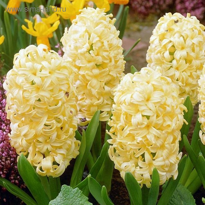 Гиацинт Йеллоу Куин 14/15  1шт (КолЛайн) 3шт/уп 