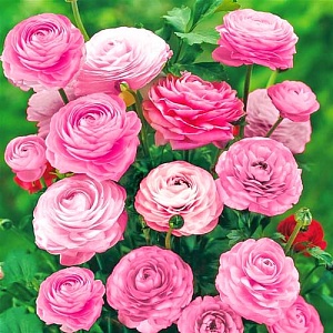 Ранункулюс Розовый 1шт (КолЛайн) 10шт/уп