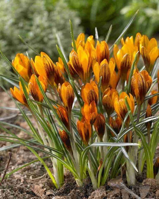 Крокус Оранж Монарх 1шт (КолЛайн) 5шт/уп