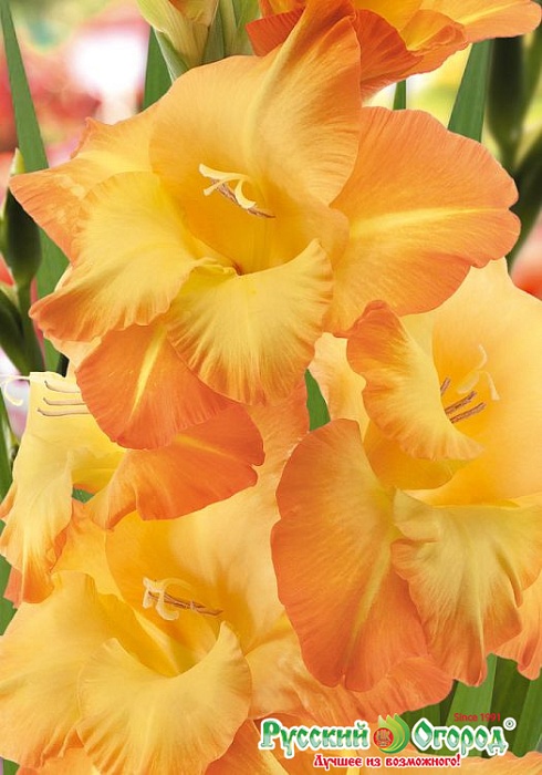Гладиолус Руссель 10/12 (НК) 5шт/уп