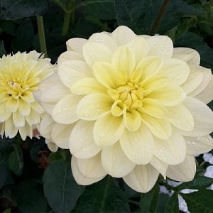 Георгина Йеллоу Персепшн 1шт (КолЛайн)