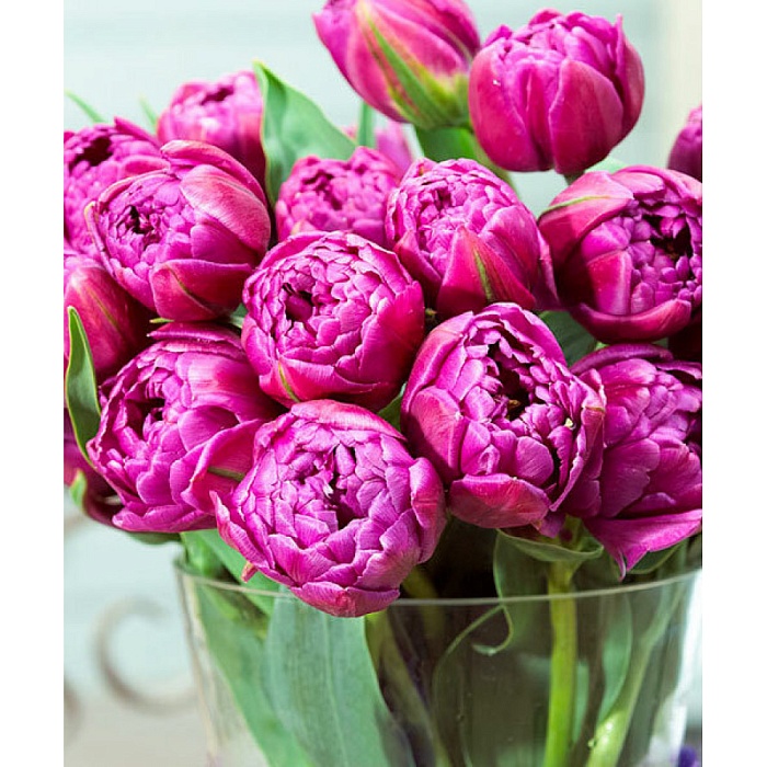 Тюльпан Дабл Флэг 1шт (КолЛайн) 7шт/уп