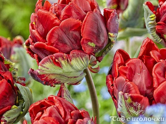 Тюльпан Рококо Дабл 1шт (КолЛайн) 3шт/уп