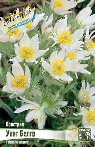 Прострел Уайт Беллз 1шт (КолЛайн)