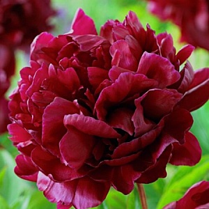 Пион Армани  2/3 1шт (КолЛайн)