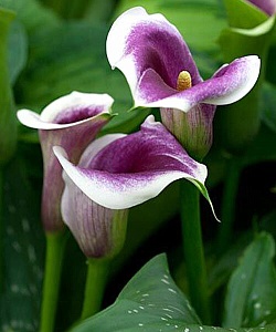 Калла Пикассо 1шт (КолЛайн) 2шт/уп