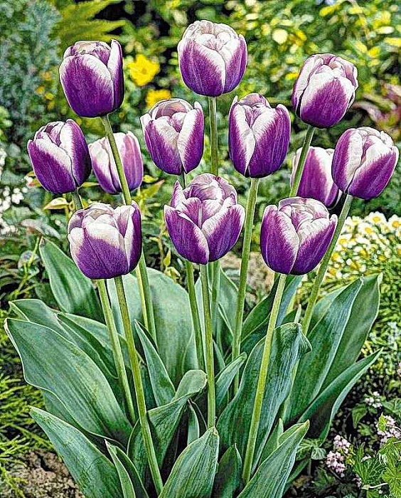 Тюльпан Атлантис 11/12 1шт (Садовита) 10шт/уп