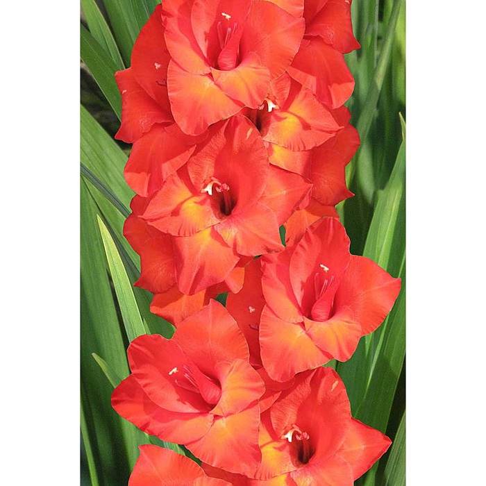 Гладиолус Масканьи 12/14 1шт (КолЛайн) 7шт/уп