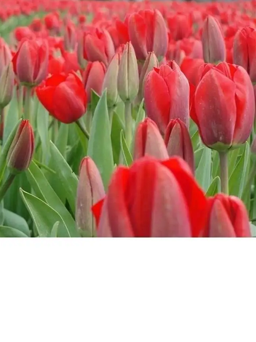 Тюльпан Лефебрс Мемори 1шт (Садовита) 10шт/уп