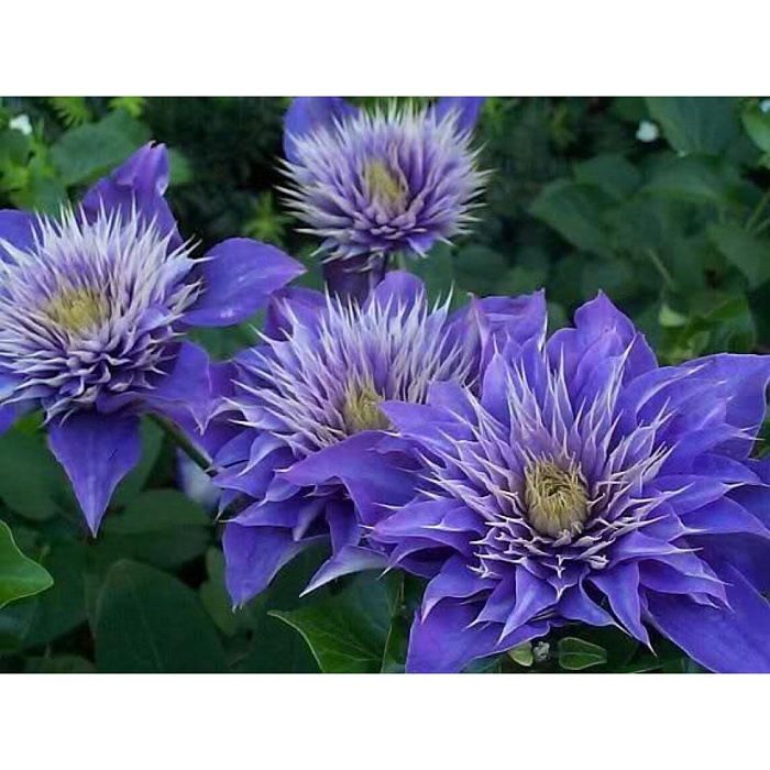 Клематис Мульти Блю 1шт (КолЛайн) 2шт/уп