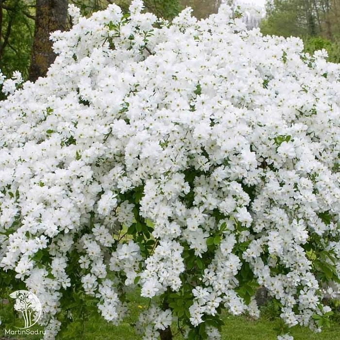 Экзохорда Зе Брайд 1шт (КолЛайн)