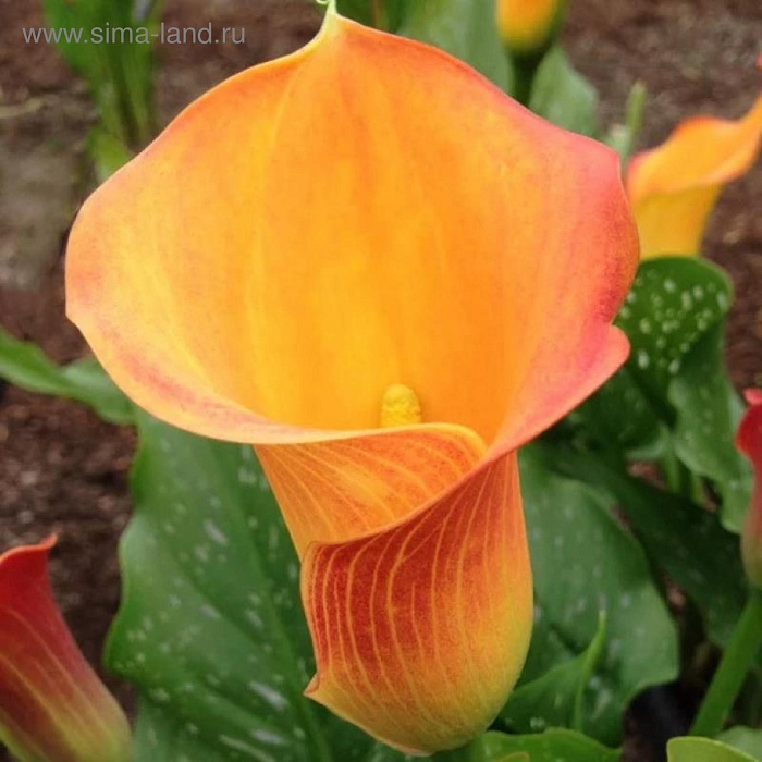 Калла Беатрикс 1шт (КолЛайн) 2шт/уп