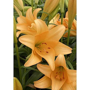 Лилия Дифференс 12/14 1шт (КолЛайн) 5шт/уп