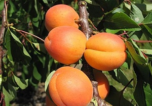 Абрикос Фаворит (Садовита)