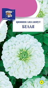 Цинния Лиллипут Белая 0,3г ц/п (УУ)