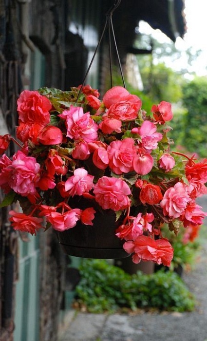 Бегония Ампельная Пинк Бэлкони 5/6 1шт (КолЛайн) 