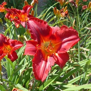 Лилейник Амадеус 1шт (КолЛайн)