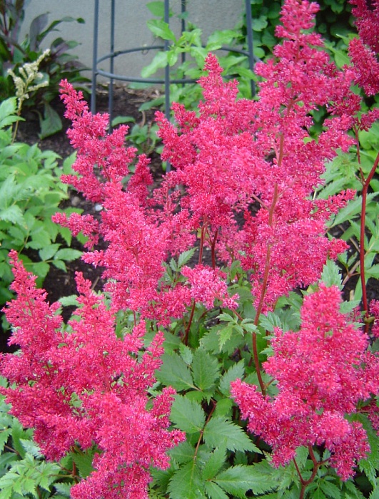 Астильба Ред Сентинель 1шт (КолЛайн)