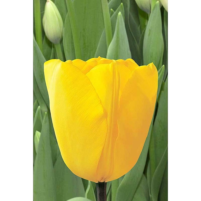 Тюльпан Голден Оксфорд 11/12 1шт (Садовита) 8шт/уп