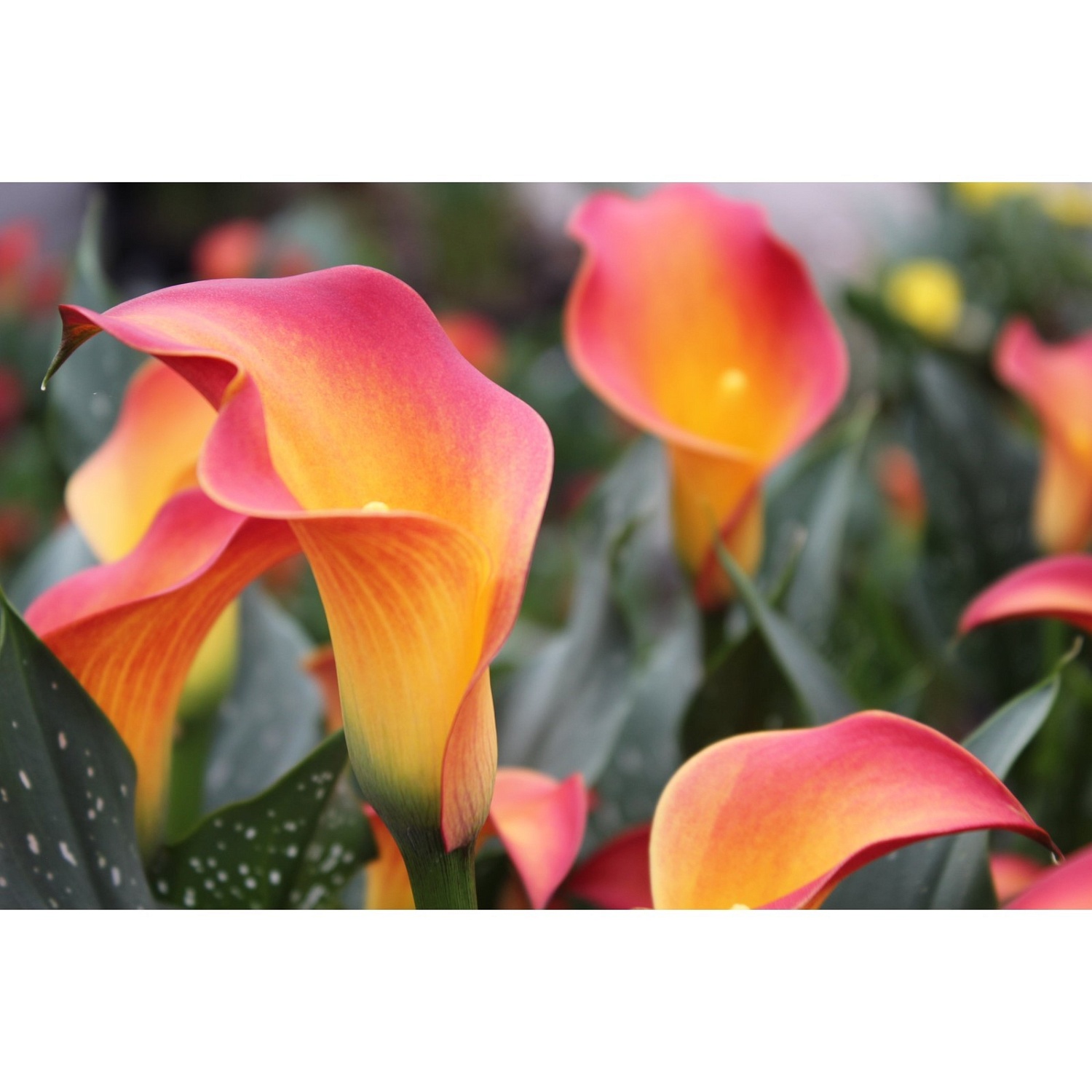 Калла Хамелеон 1шт (КолЛайн) 2шт/уп