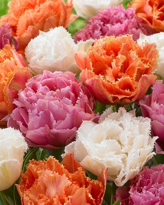 Тюльпан Дабл Криспа Микс 1шт (КолЛайн) 8шт/уп