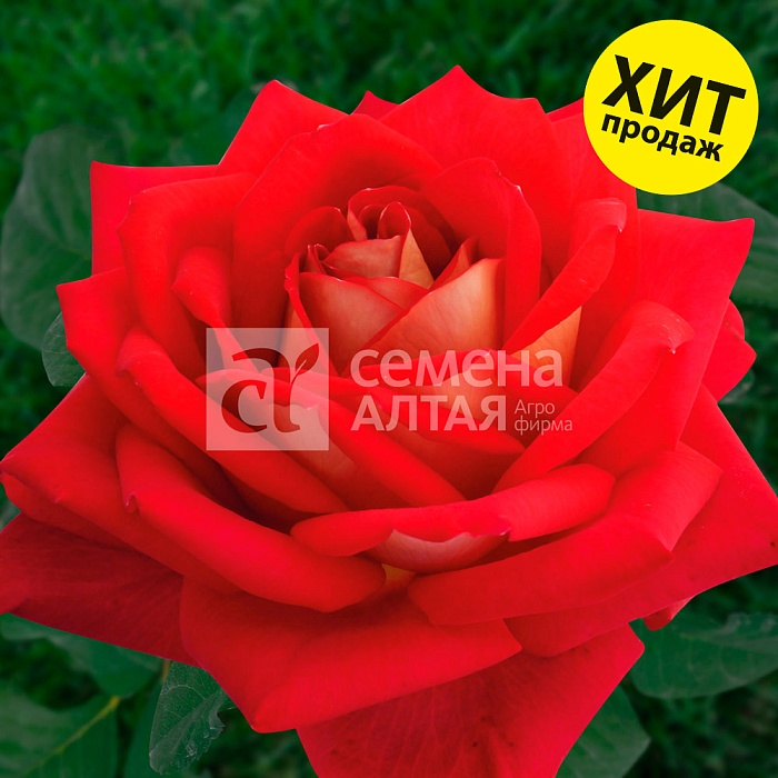 Роза Шанти 1шт (Алтай) чайно-гибридная