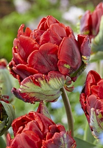 Тюльпан Рококо 1шт (КолЛайн) 3шт/уп