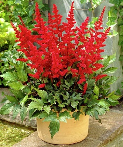 Астильба Этна 1шт (КолЛайн) 2шт/уп