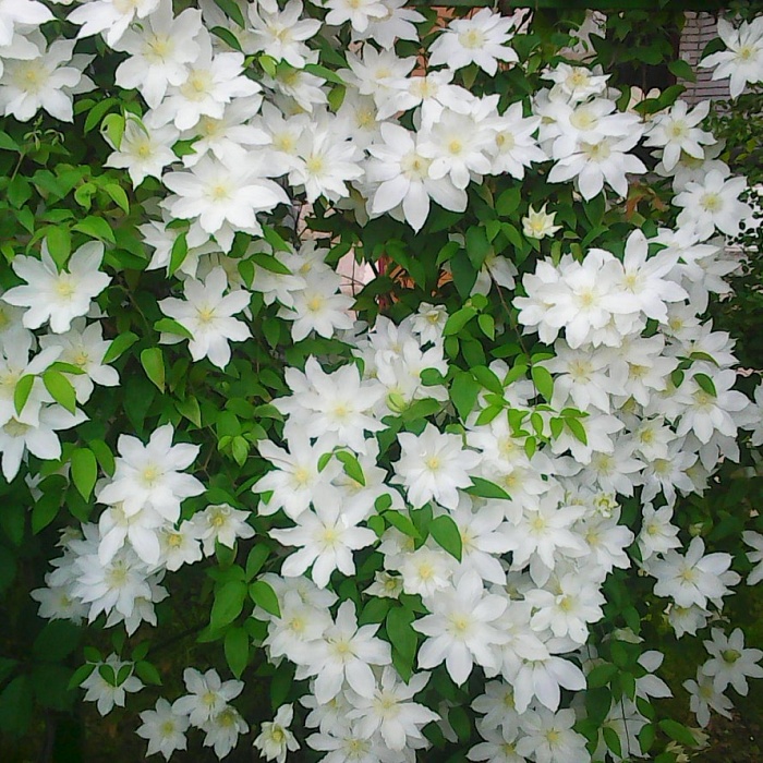 Клематис Токи 1шт (КолЛайн) 2шт/уп