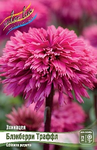 Эхинацея Блэкберри Траффл 1шт (КолЛайн)