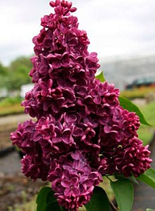 Сирень Заря коммунизма 1шт (КолЛайн)