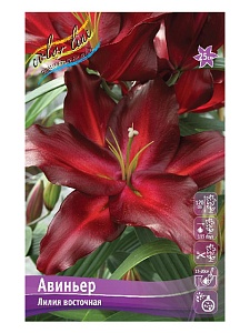 Лилия Авиньер 12/14 1шт (КолЛайн) 2шт/уп