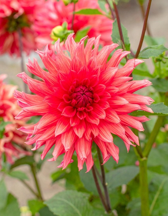 Георгина Белле оф Бармера 1шт (КолЛайн)