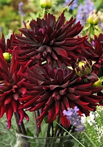 Георгина Чат Нуар 1шт (КолЛайн)