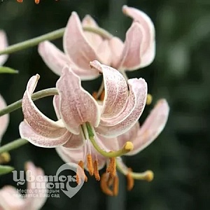 Лилия Пинк Морнинг 12/14 1шт (КолЛайн)