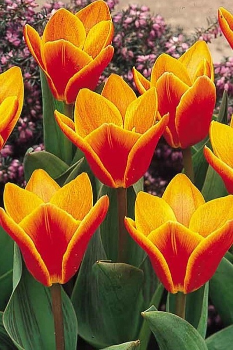 Тюльпан Оракул 1шт (КолЛайн) 10шт/уп