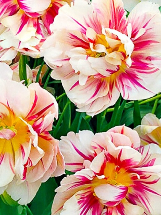 Тюльпан Флеминг Маргарита 1шт (КолЛайн) 7шт/уп