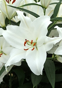 Лилия Биг Ньюс 13/14 1шт (КолЛайн) 2шт/уп