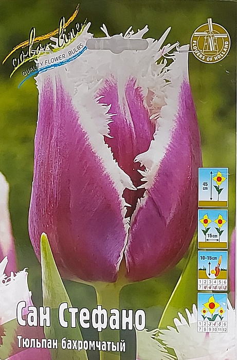 Тюльпан Сан Стефано 1шт (КолЛайн) 5шт/уп